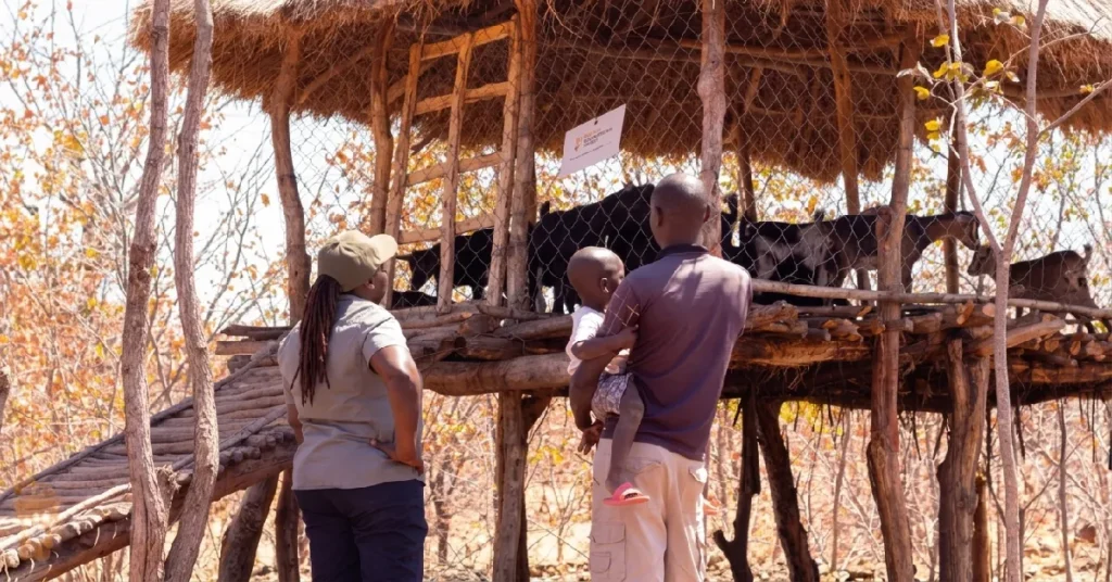 Dr Moreangels Mbizah inspecting a raised, predator-proof goat enclosure with a community member