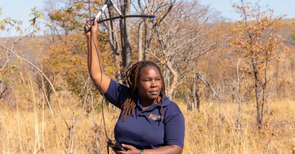 Dr Moreangels Mbizah tracking collared lions in the field using a handheld VHF antenna and receiver