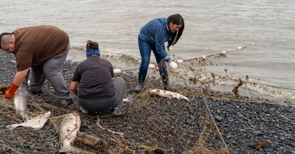 Indigenous fishers pulling wild Pacific salmon from subsistence nets on the Bristol Bay coast