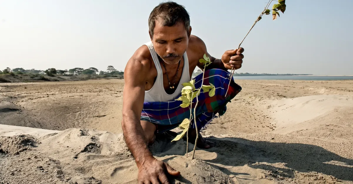 Jadav Payeng planting a young tree seedling by hand in the sandy Brahmaputra riverbed in Assam