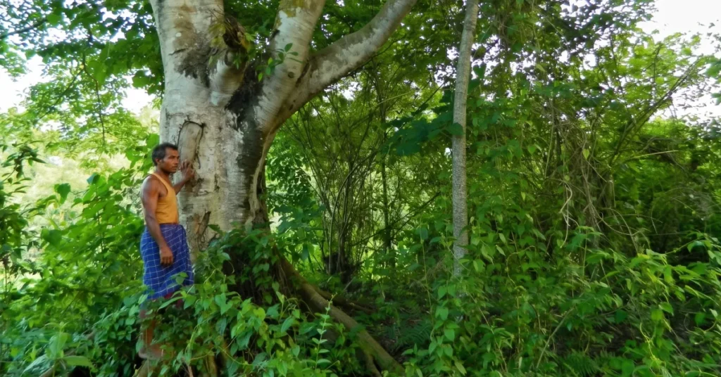 Jadav Payeng standing beside the large, mossy trunk of a mature tree inside Molai Forest