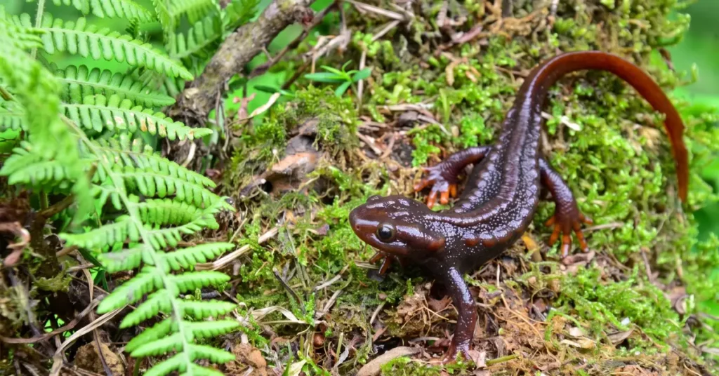 Vulnerable Himalayan salamander Tylototriton himalayanus resting on mossy wetland ground in Darjeeling