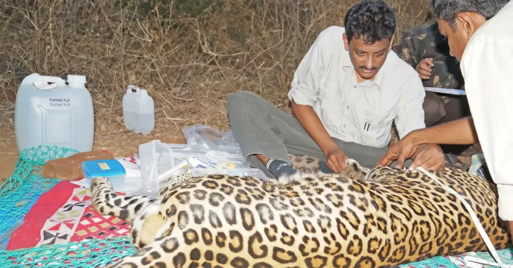 Sanjay Gubbi and field researchers measuring an immobilized wild leopard body length and rosette patterns