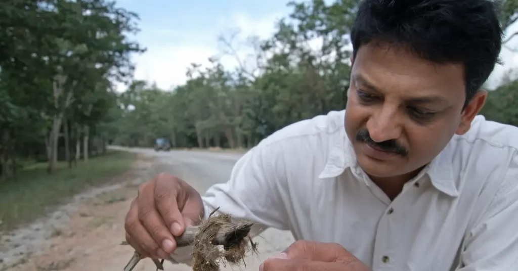 Sanjay Gubbi inspecting leopard prey remains and scat on a stick beside a forest road in Karnataka