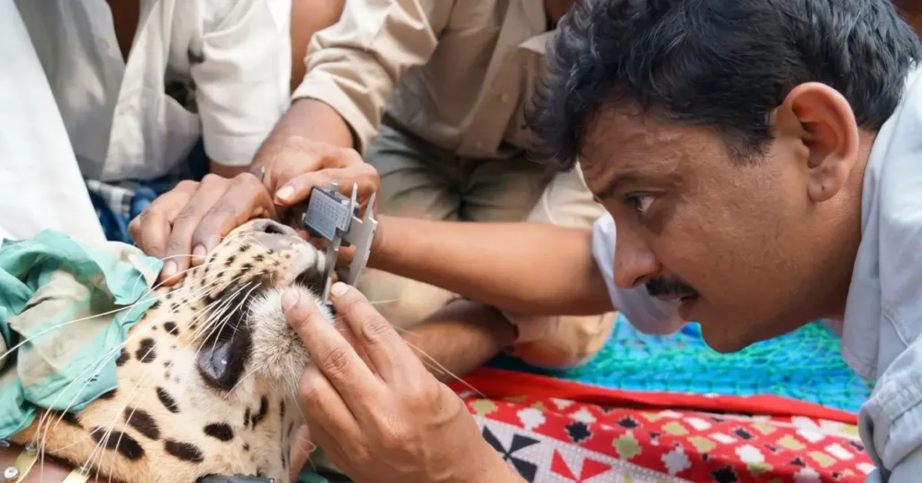 Wildlife biologist Sanjay Gubbi measuring the canine teeth of a radio-collared leopard during field research in Karnataka